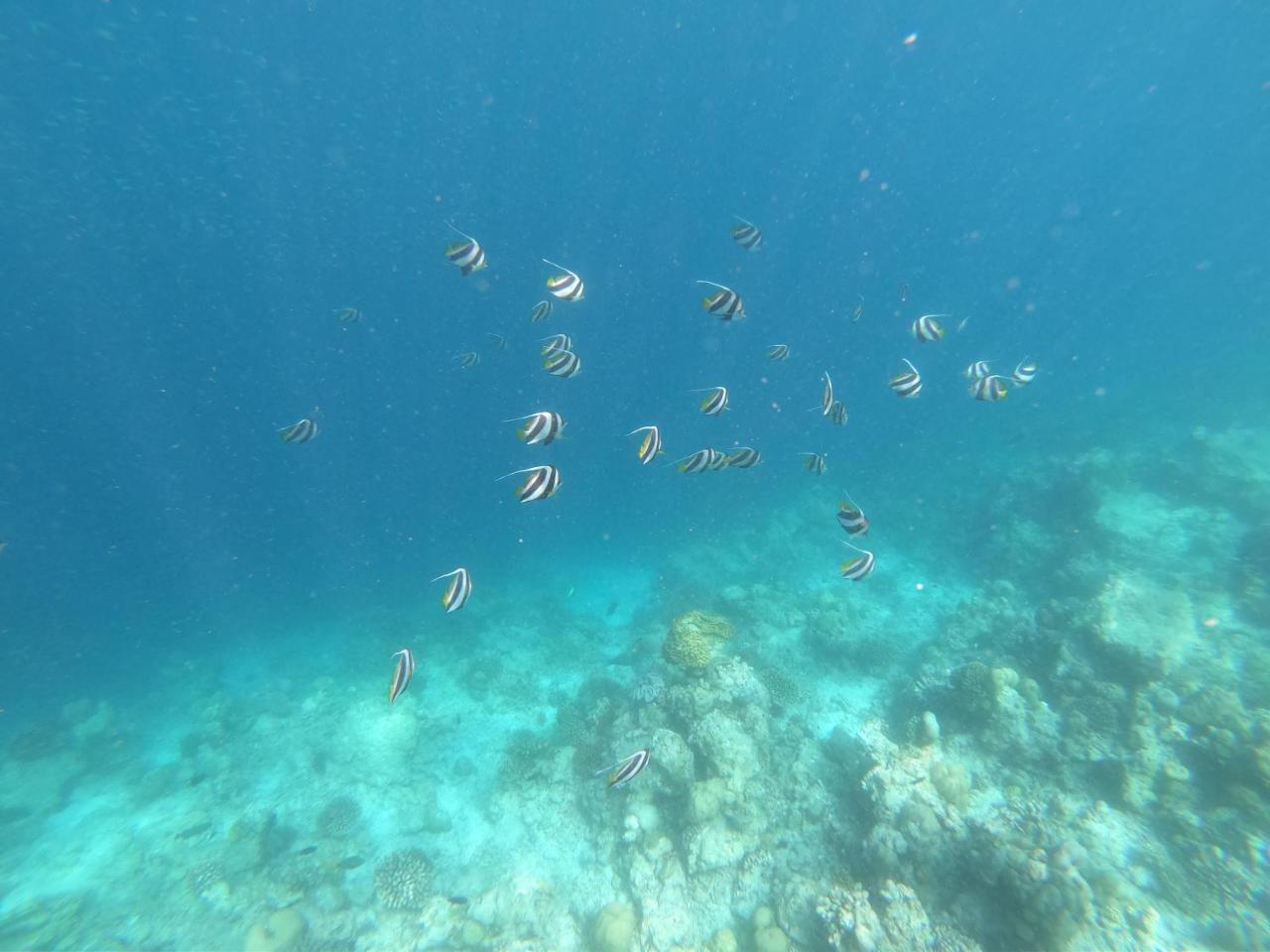 Sevinex Inn Feridhoo Dış mekan fotoğraf